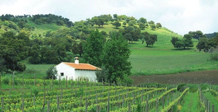 From Marbella: Classic Ronda Tour, 2 Winery Visits & Lunch - Exploring Historic Ronda