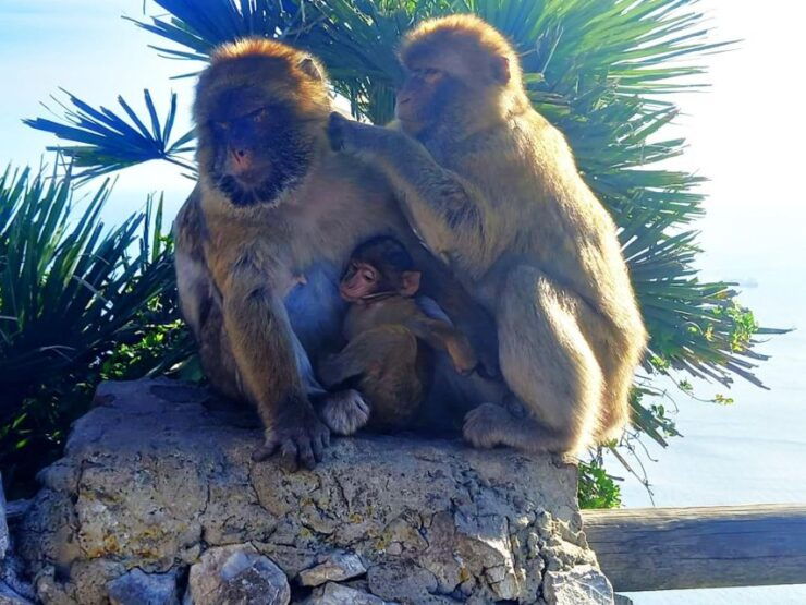 From Marbella: Guided Private Trip to Gibraltar and Estepona - Trip Duration and Cancellation Policy