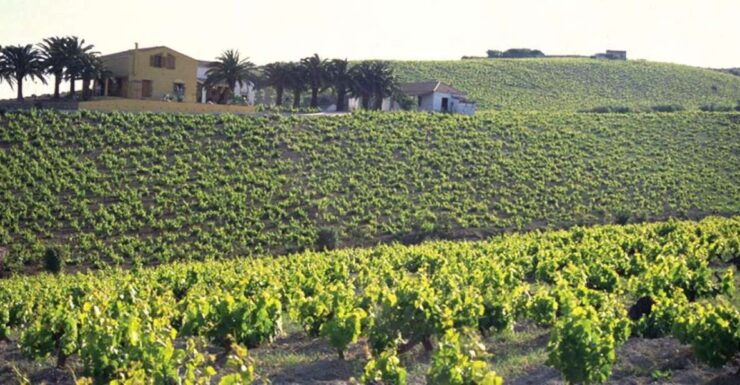 From Marbella: Manilva Sunset Wine Tasting Tour With Tapas - Tour Overview