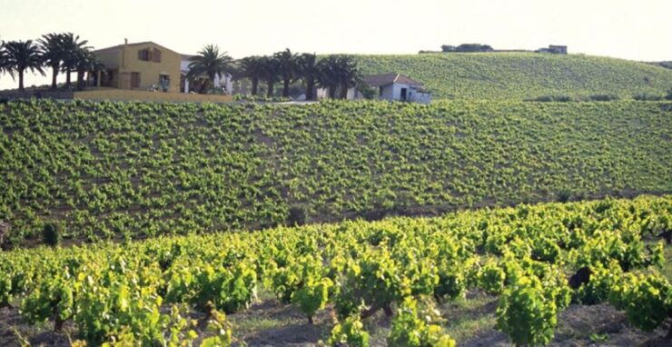 From Marbella: Manilva Sunset Wine Tasting Tour With Tapas - Booking Information