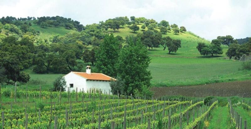 From Marbella: Ronda Tour Wineries Tour with Lunch - Exploring the Ronda Wineries Tour from Marbella: A Detailed Review