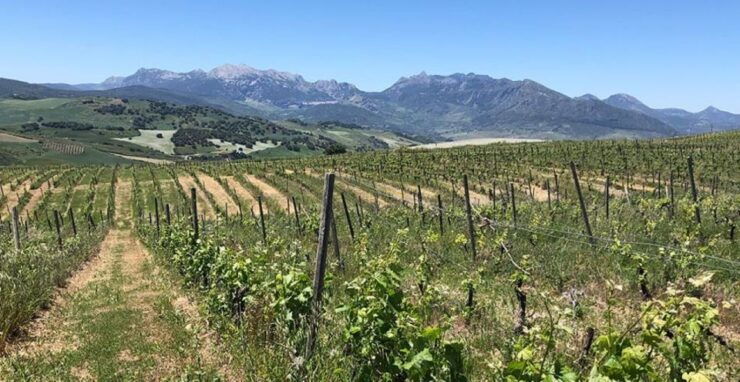 From Marbella: The Classic Ronda Wine Experience Day Tour - Experience Highlights