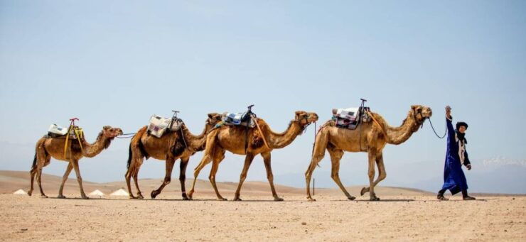 From Marrakech: 1-Hour Sunset Camel Ride in Agafay Desert - Activity Details