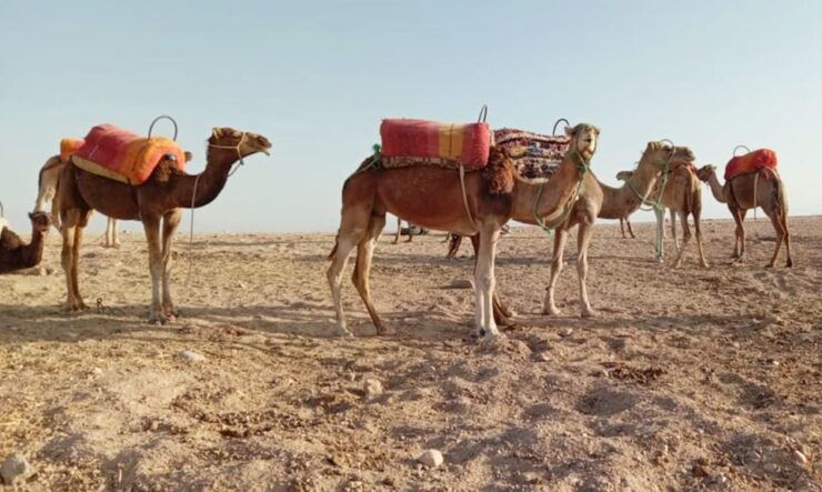 From Marrakech: 2-Day and 1-Night Stay in Agafay Desert - Booking Details for the Desert Stay