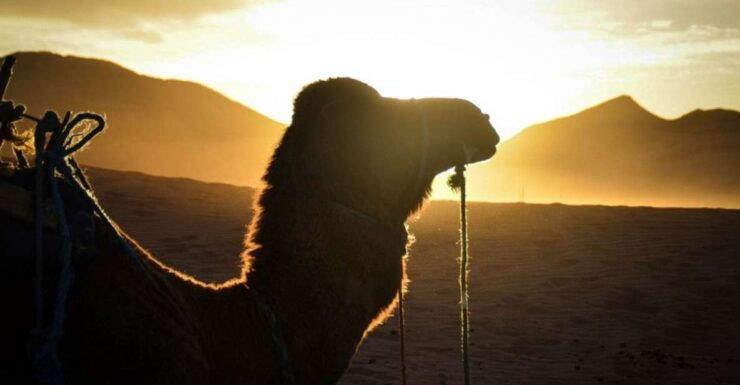 From Marrakech: 2-Day Desert Excursion - Itinerary and Activities