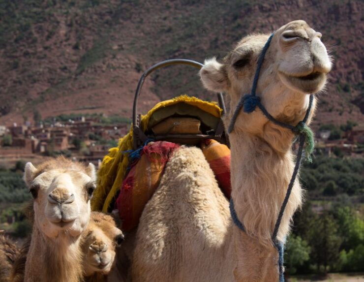 From Marrakech: 2-Day Sahara Desert Trip With Camel Ride - Multilingual Live Tour Guide Service