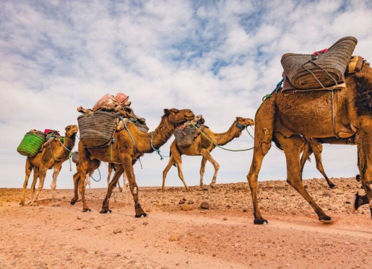From Marrakech: 2 Day Trip to Zagora Desert - Trip Duration and Flexibility