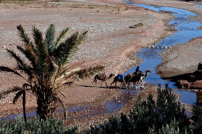 From Marrakech: 2 Days in the Desert of Zagora - Camel Trekking and Desert Camping Experience
