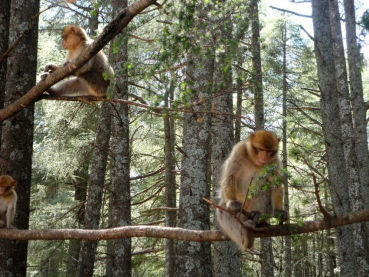 From Marrakech: 4 Days To Chefchaouen Via Sahara - Highlights of the Journey
