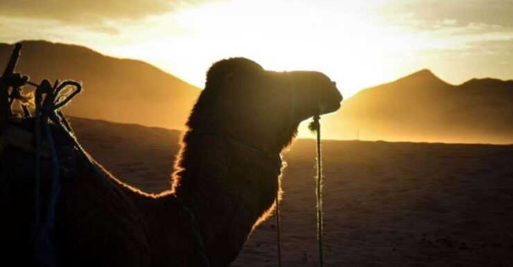 From Marrakech: 6 Days Deep South In Morocco And Desert Tour - Ouarzazate to Tofgha Gorges: Rose Valley Exploration