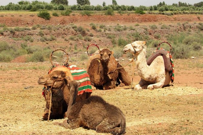 From Marrakech: Agafay Desert Camel Experience - Cancellation Policy