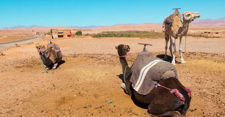 From Marrakech: Atlas Mountains Day Trip With Camel Ride - Group Experience