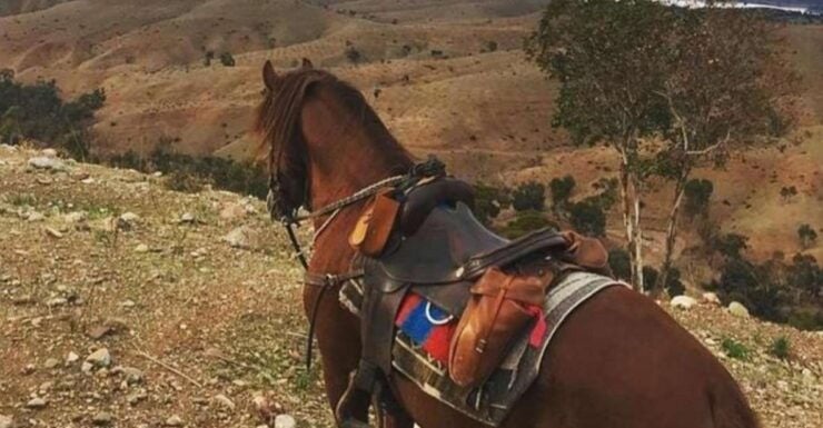 From Marrakech: Atlas Mountains Horse Riding Tour With Lunch - Activity Details