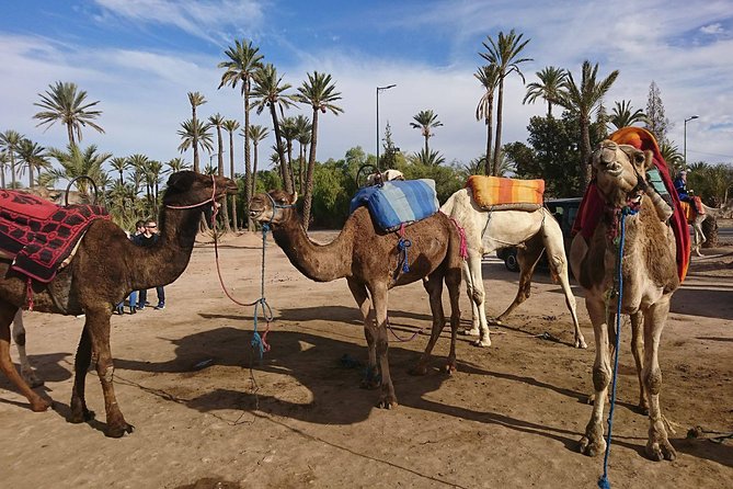 From Marrakech: Day Trip to the Atlas Mountains - Accessibility Information