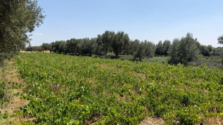 From Marrakech: Essaouira Full-Day Trip With Wine & Lunch - Cancellation Policy