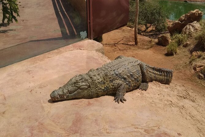 From Marrakech Full-Day Tour to Agadir - Negative Reviews