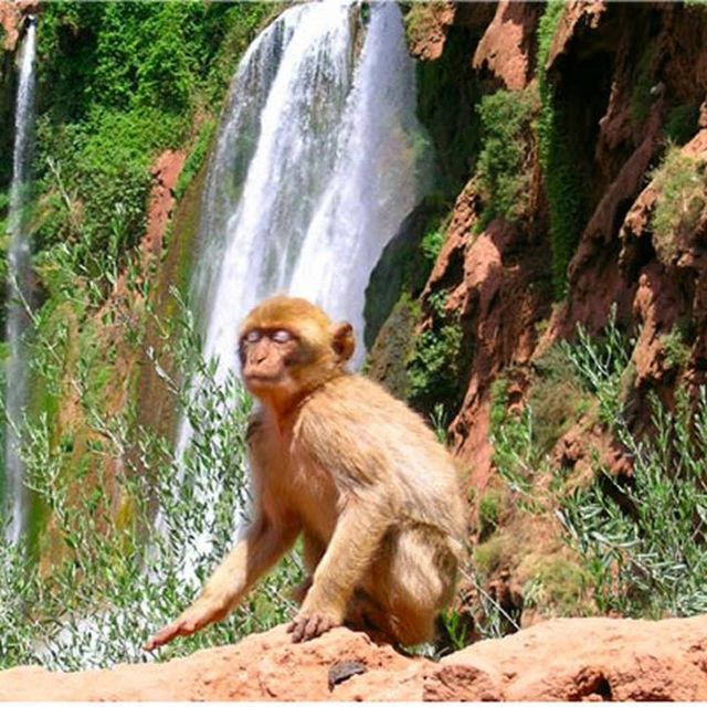 From Marrakech: Ouzoud Waterfalls Guided Hike and Boat Tour - Experience Highlights