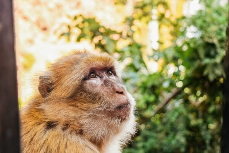 From Marrakech: Ouzoud Waterfalls Guided Hike and Boat Trip - Tour Duration and Languages