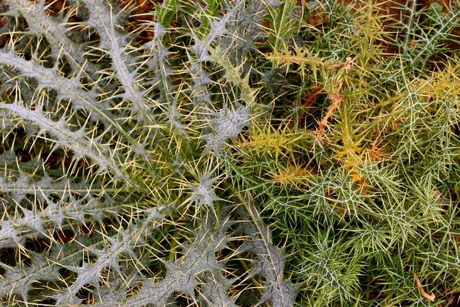 From Marrakech: Private Daytrip to High Atlas, Toubkal National Park and Imlil - Review Summary