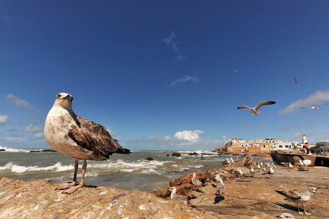 From Marrakech : Shared Tour to Essaouira - Good To Know