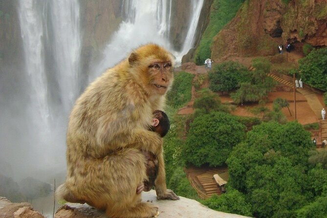 From Marrakech : Shared Tour to Ouzoud Waterfalls - Operator Information