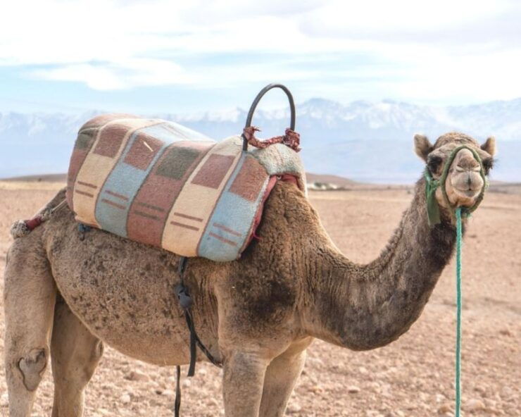 From Marrakech: Sunset Camel Ride in the Agafay Desert - Sunset Camel Ride Experience Details