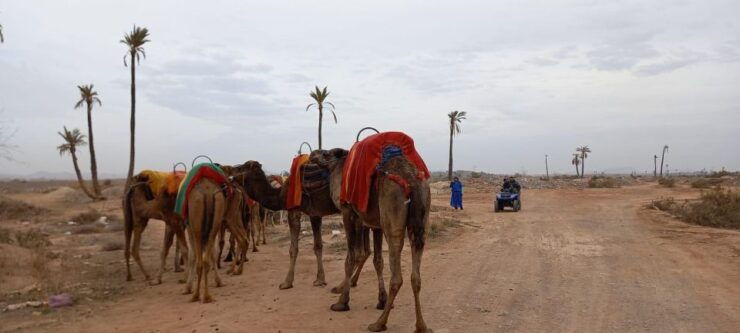 From Marrakesh: Camel Ride & Sunset in Palmeraie - Experience