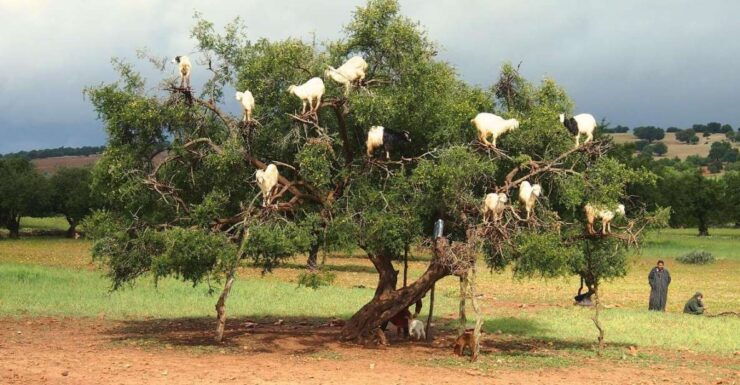 From Marrakesh: Essaouira Full-Day Trip - Activity Details