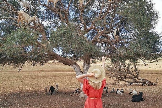 From Marrakesh: Full Private Day Tour To Essaouira Mogador - Customer Reviews