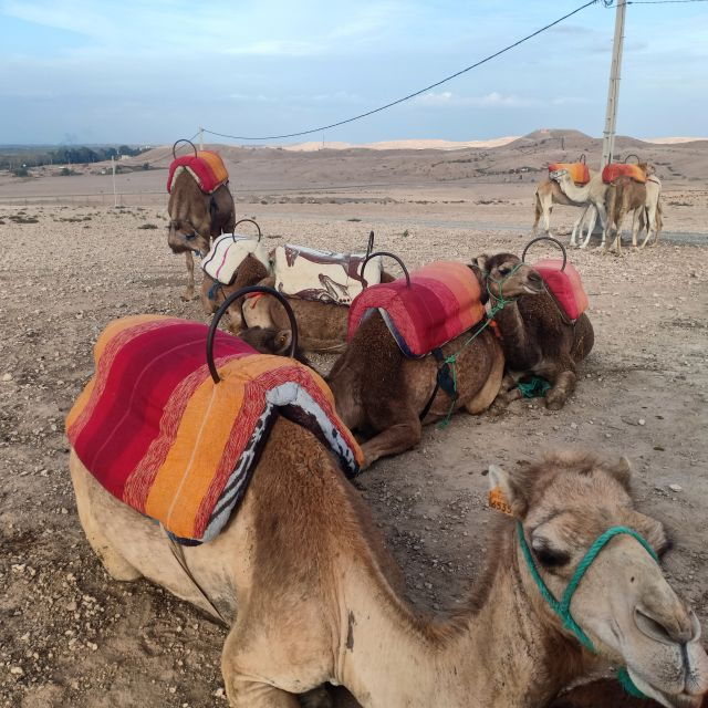 From Marrakesh: Sunset Camel Ride in the Agafay Desert - Sunset Camel Ride Experience Details
