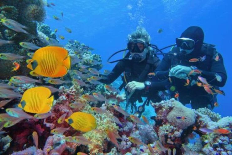From Marsa Alam: Beginners Scuba Diving Day-Trip With Lunch - Experience Highlights