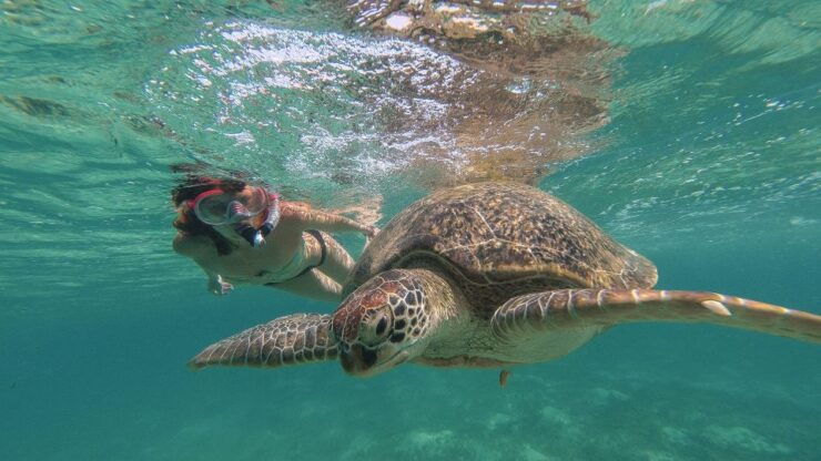 From Marsa Alam: Marsa Mubarak Sea Snorkeling Boat Trip - Good To Know