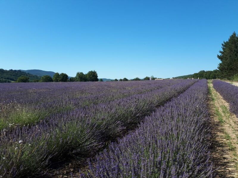From Marseille Cruise Port : Valensole Lavender - Good To Know