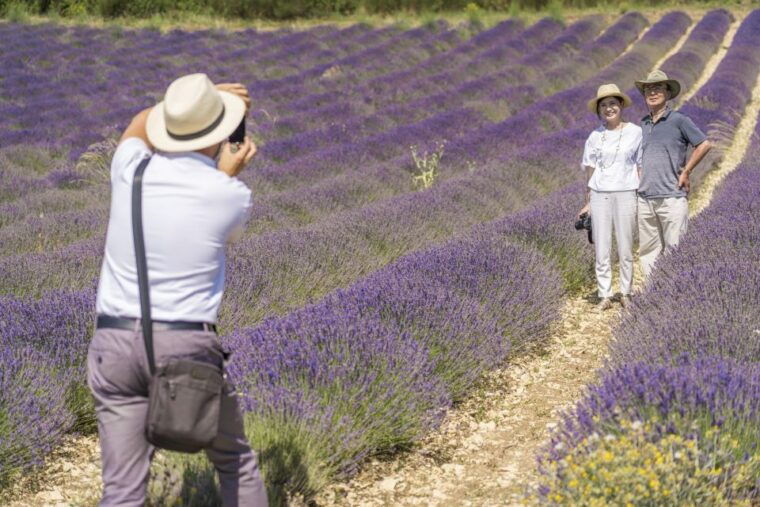 From Marseille Cruise Port : Valensole Lavender - Experience the Lavender Fields