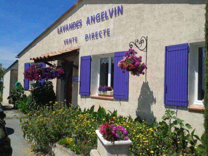 From Marseille Cruise Port : Valensole Lavender - What to Expect on the Tour