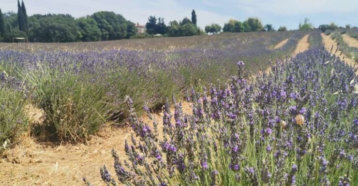 From Marseille: Customizable Private Day Tour of Provence - Activity Details
