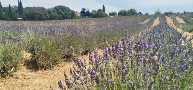 From Marseille: Customizable Private Day Tour of Provence - Tour Experience