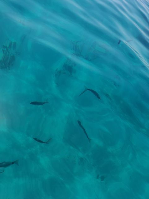 From Marseille: Frioul Islands Boat Tour - Seasonal Considerations