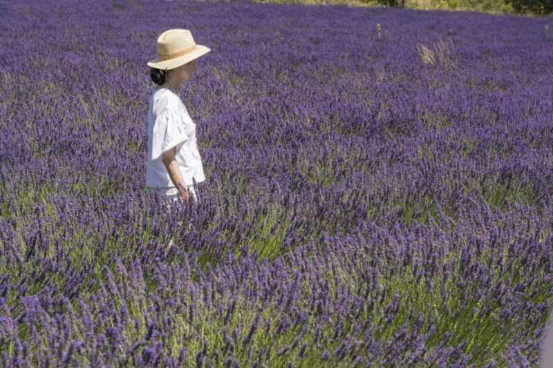 From Marseille: Lavender Full-Day Trip to Sault - Good To Know