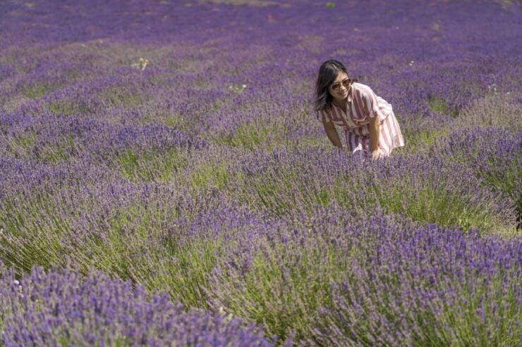 From Marseille: Lavender Full-Day Valensole - Additional Information