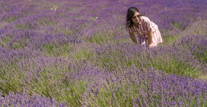 From Marseille: Lavender Full-Day Valensole - Booking Details