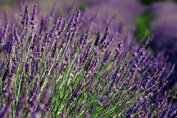 From Marseille: Lavender Full-Day Valensole - The Sum Up