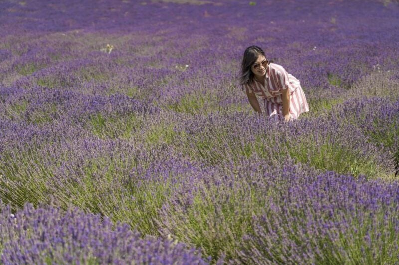 From Marseille: Valensole Lavender Full-Day Tour - Good To Know