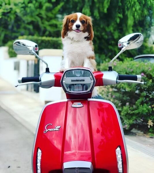 From Massa Lubrense: Amalfi Coast Scooter Rental - Booking Information