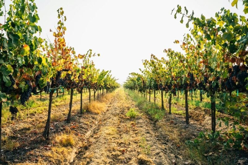 From Matera: Half-Day Wine Tour to Ginosa with Tasting - Good To Know