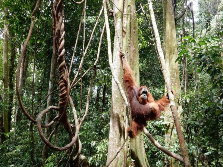 From Medan: 4 Day Tour to Bukit Lawang Incl. Jungle Trek - Tour Overview