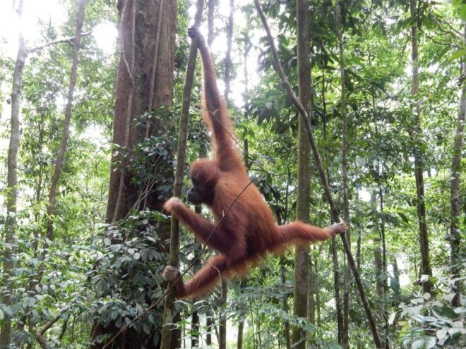 From Medan: 4 Day Tour to Bukit Lawang Incl. Jungle Trek - Wildlife Encounters