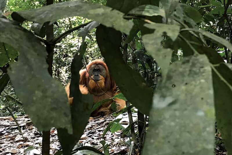 From Medan : Jungle Trekking for Orang Utan at Mount Leuser - The Itinerary Breakdown