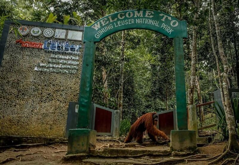 From Medan : Jungle Trekking for Orang Utan at Mount Leuser - Real Traveler Insights