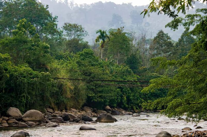 From Medan : Jungle Trekking for Orang Utan at Mount Leuser - Good To Know